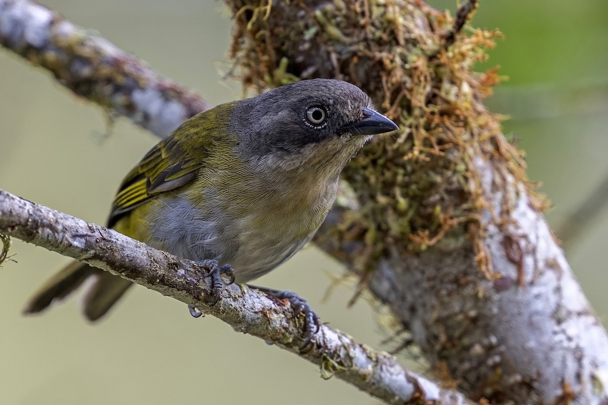 Common Chlorospingus - ML646764761