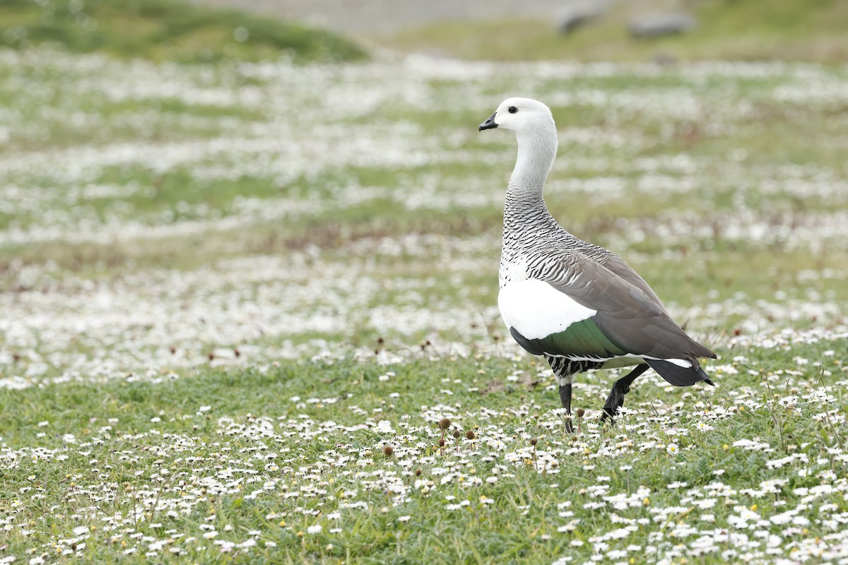 Upland Goose - ML646764762