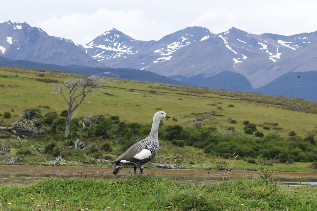 Upland Goose - ML646764763