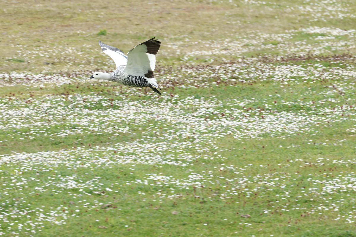 Upland Goose - ML646764764