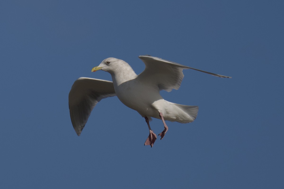 Iceland Gull - ML646764765