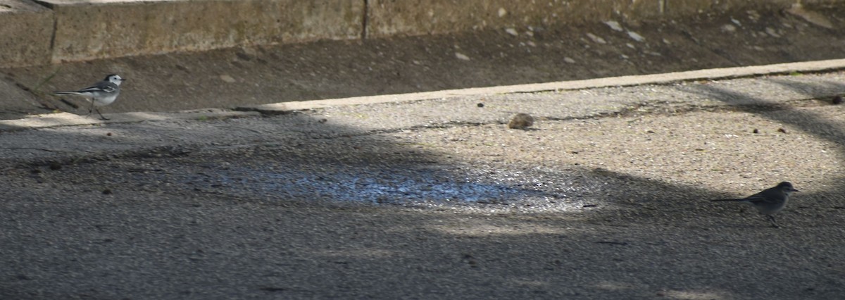 White Wagtail - ML646764767