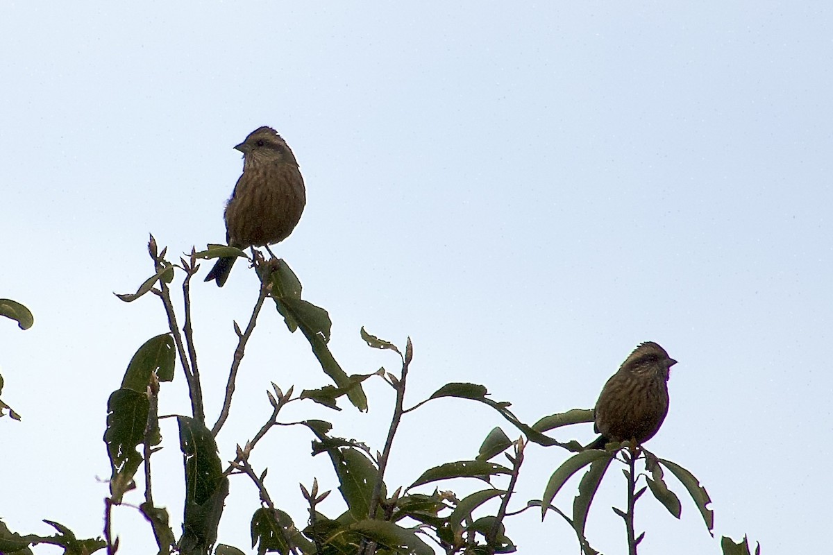 Pink-browed Rosefinch - ML646764769