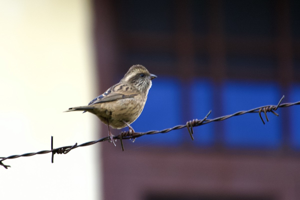 Pink-browed Rosefinch - ML646764770
