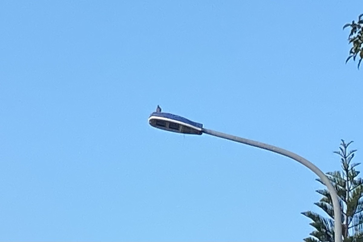 Горлиця короткохвоста - ML646764772