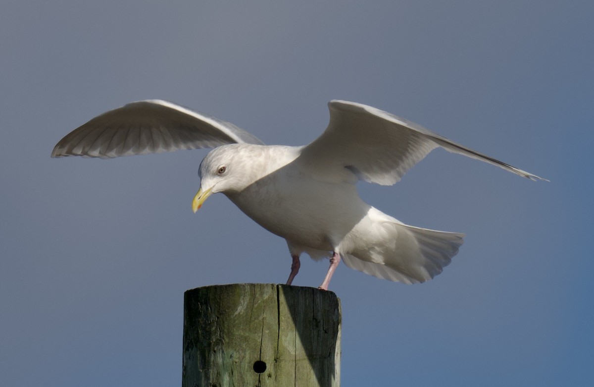 Iceland Gull - ML646764773