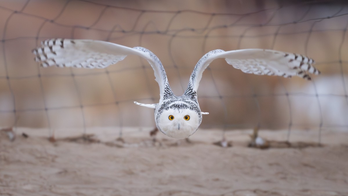 Snowy Owl - ML646764774