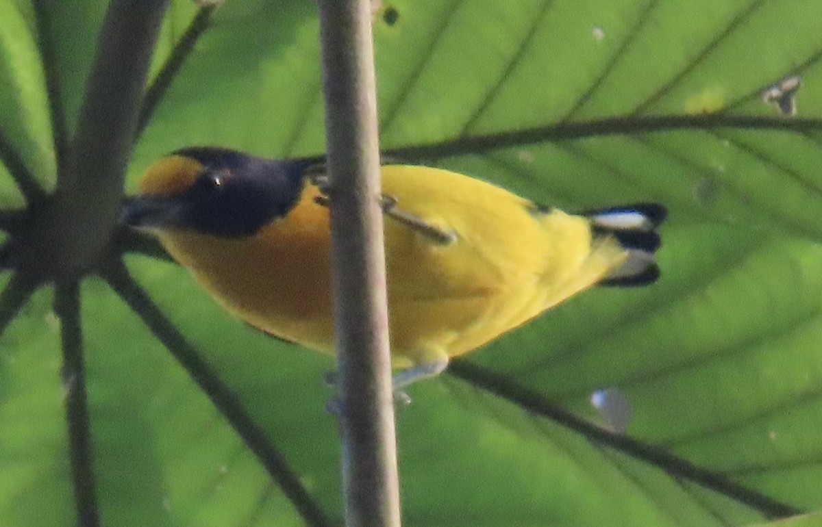 Violaceous Euphonia - ML646764776