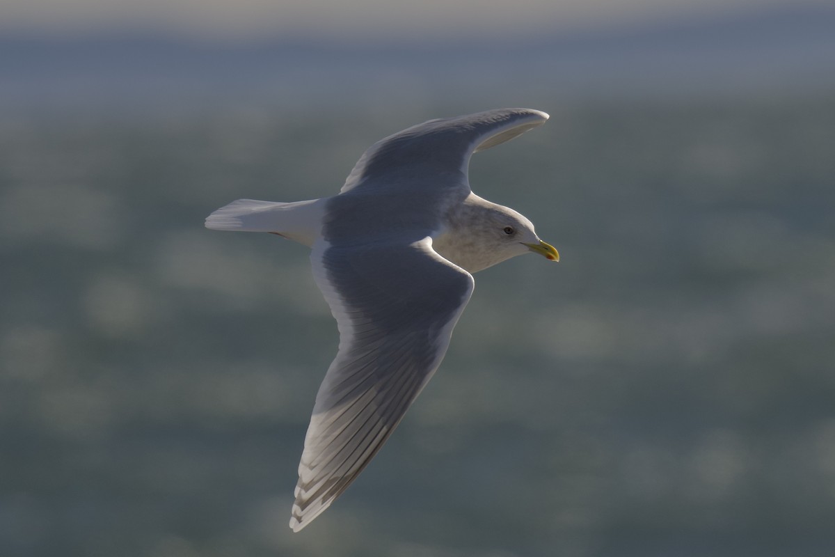 Iceland Gull - ML646764778