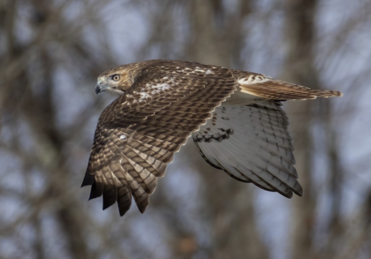 Rotschwanzbussard - ML646764780