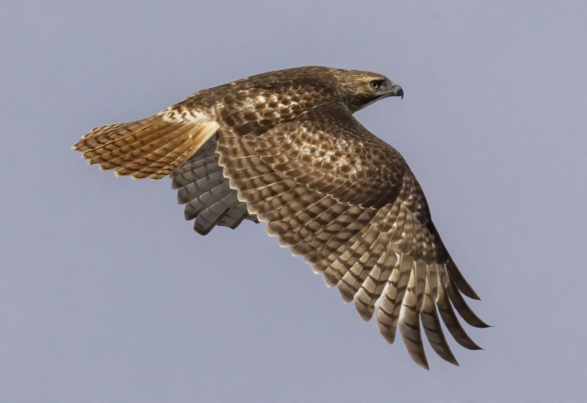 Rotschwanzbussard - ML646764781