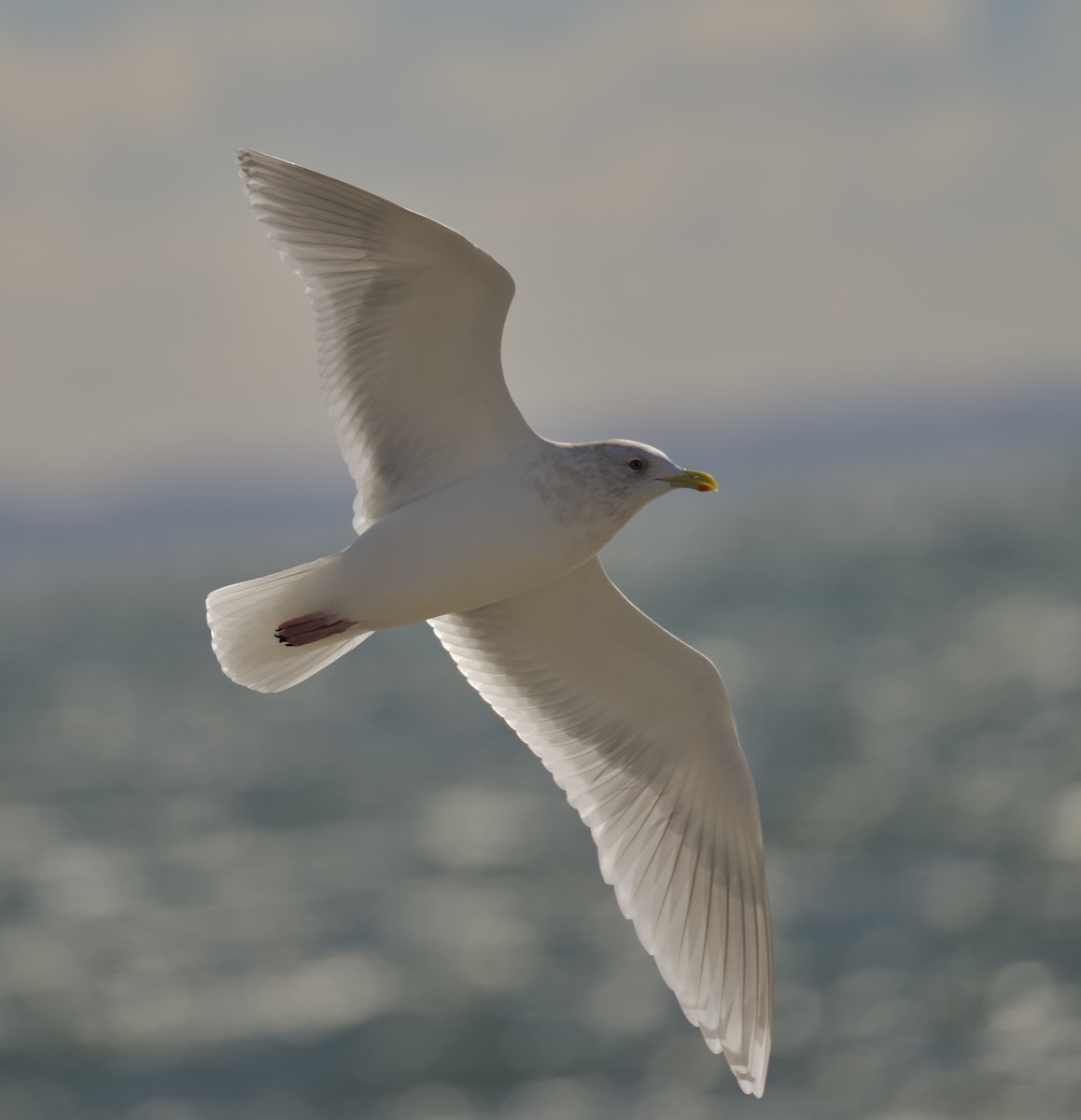 Iceland Gull - ML646764782