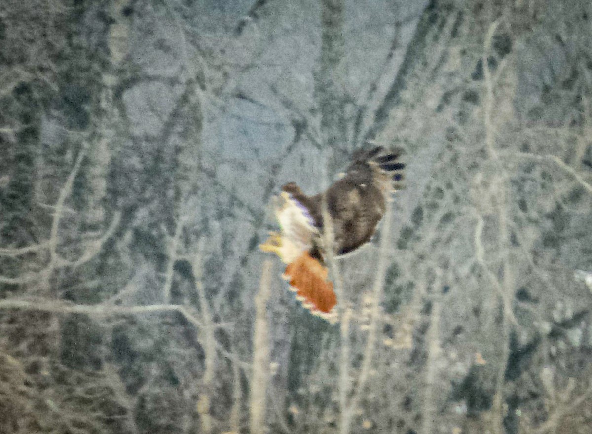 Buse à queue rousse - ML646764783