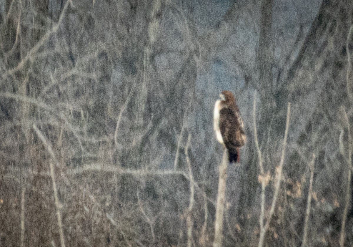 Buse à queue rousse - ML646764784