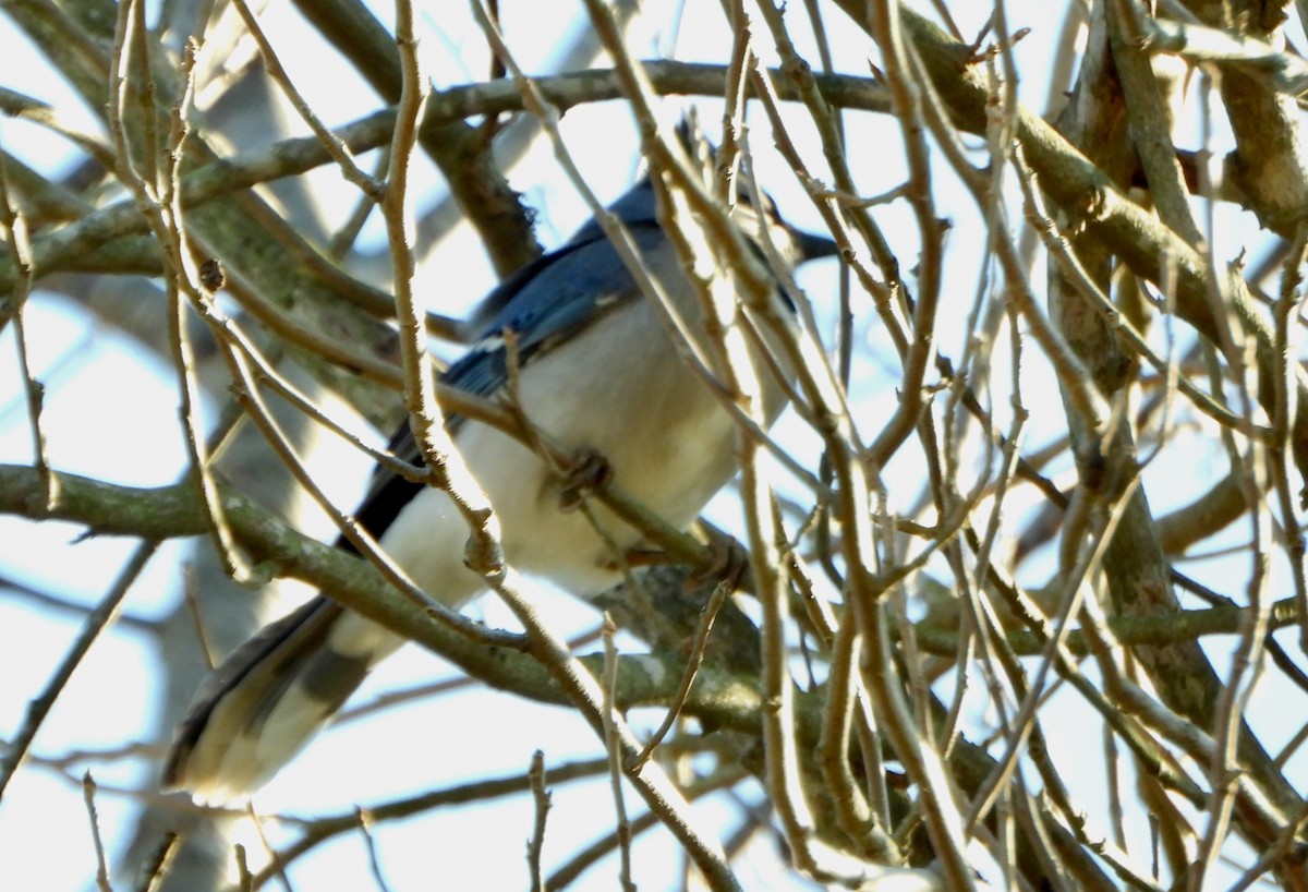 Blue Jay - ML646764787