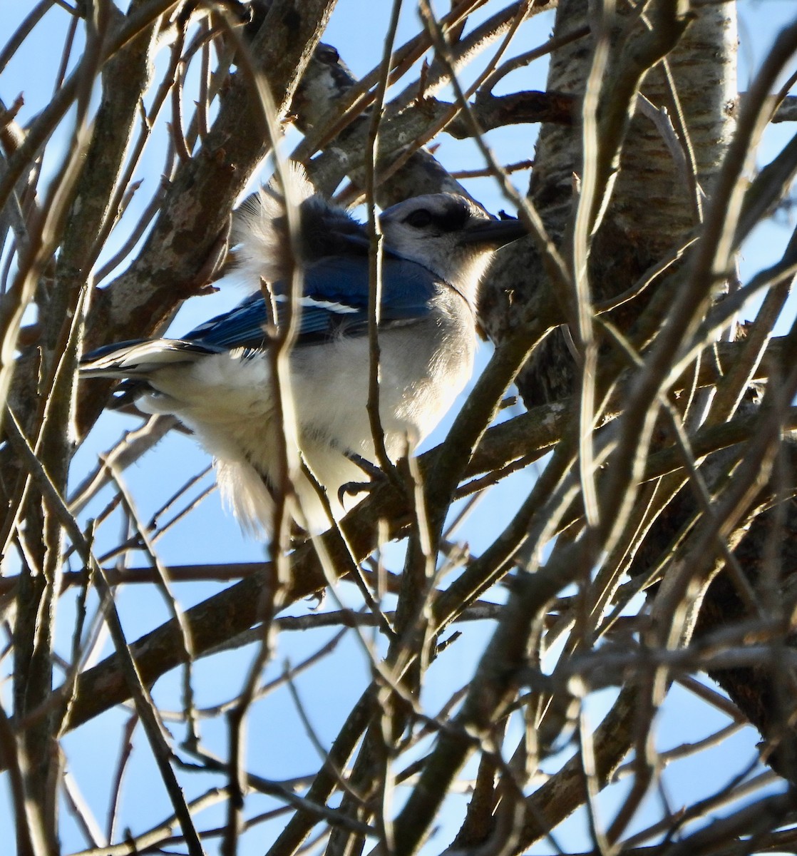 Blue Jay - ML646764788