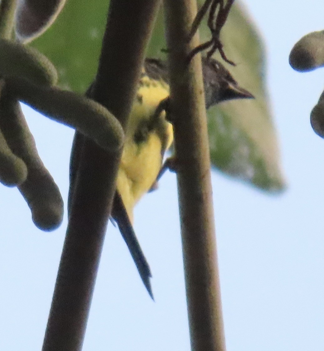 Calliste diable-enrhumé - ML646764796