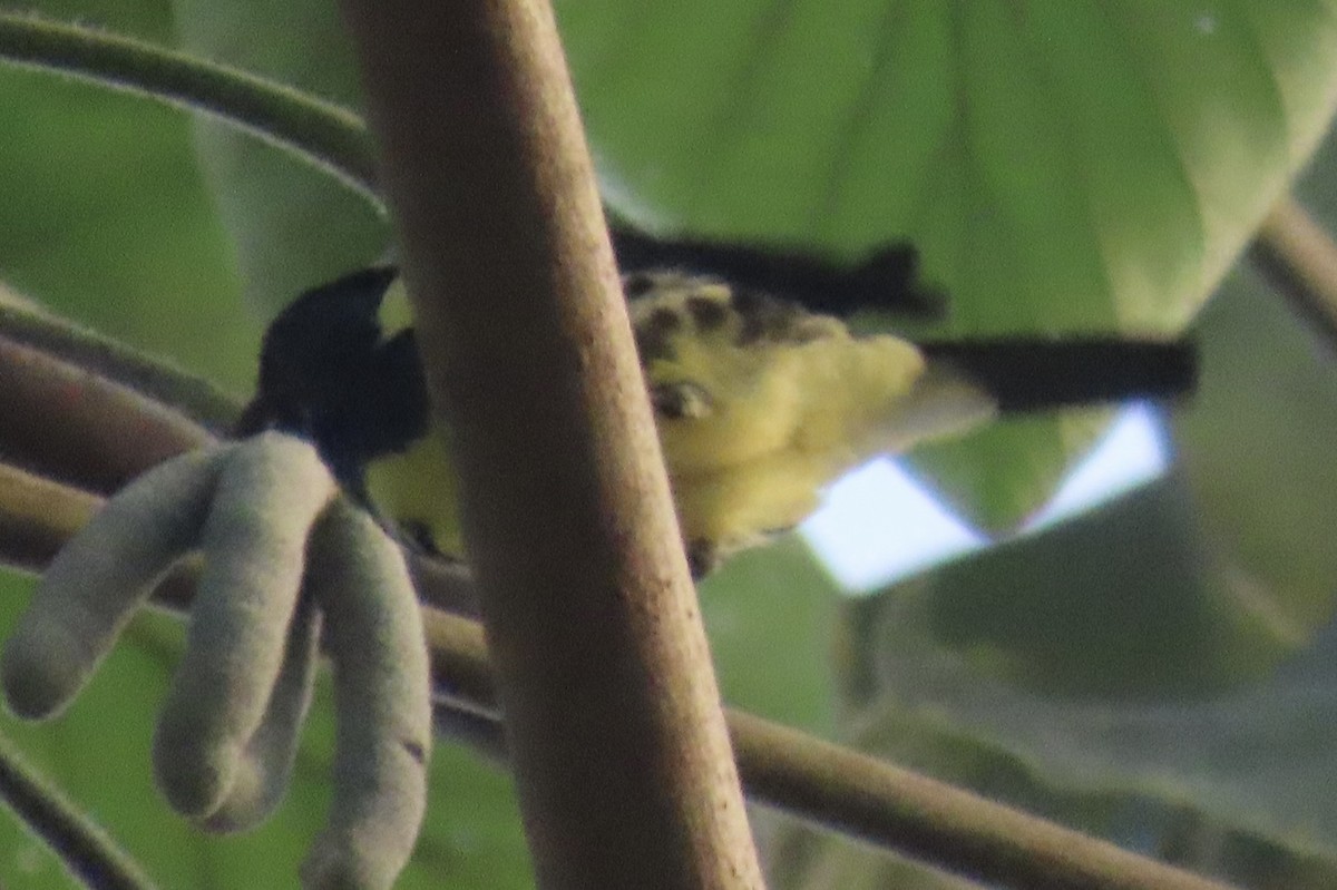 Calliste diable-enrhumé - ML646764797