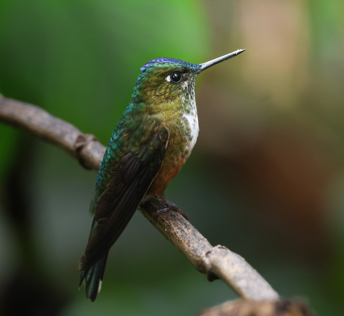 Violet-tailed Sylph - ML646764808