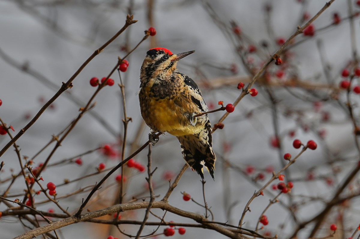 Yellow-bellied Sapsucker - ML646764812