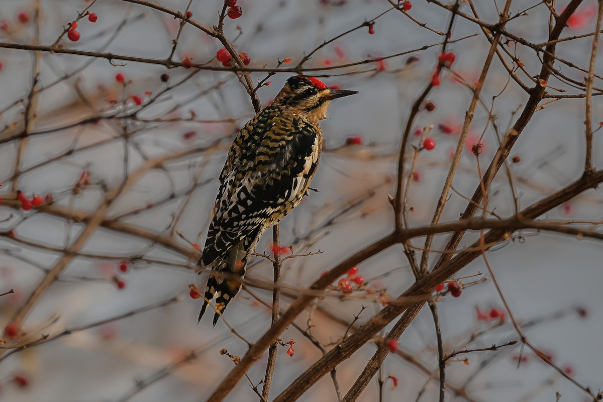 Yellow-bellied Sapsucker - ML646764813