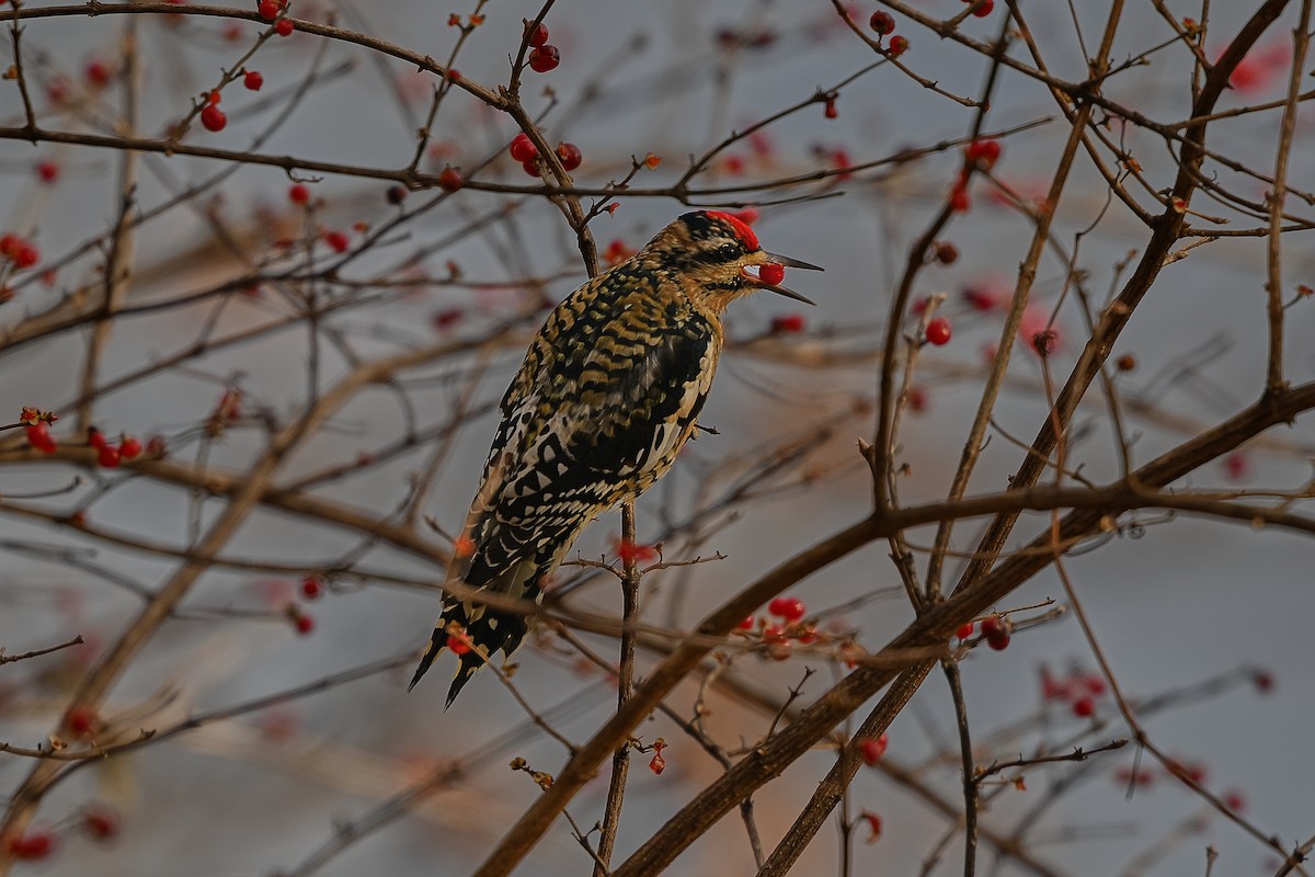 Yellow-bellied Sapsucker - ML646764816