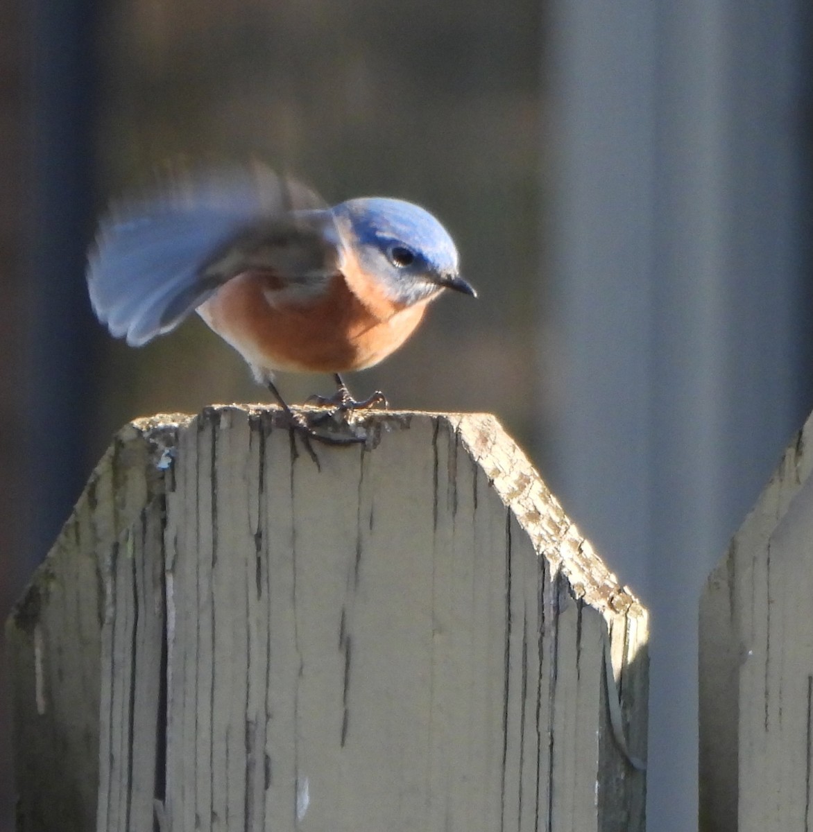Eastern Bluebird - ML646764817