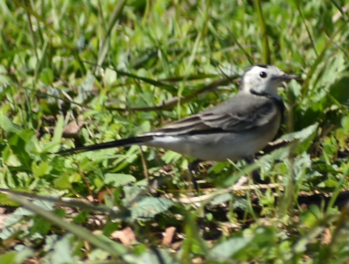 White Wagtail - ML646764818