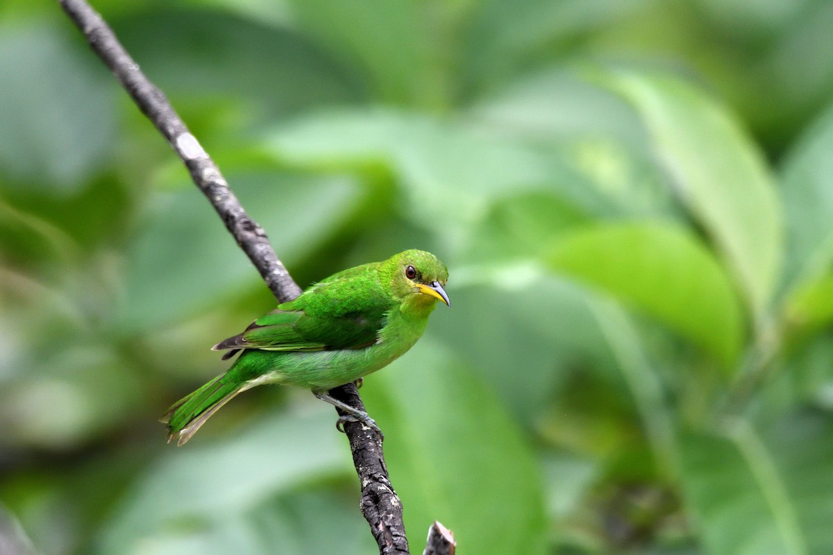 Mielerito Verde - ML646764821