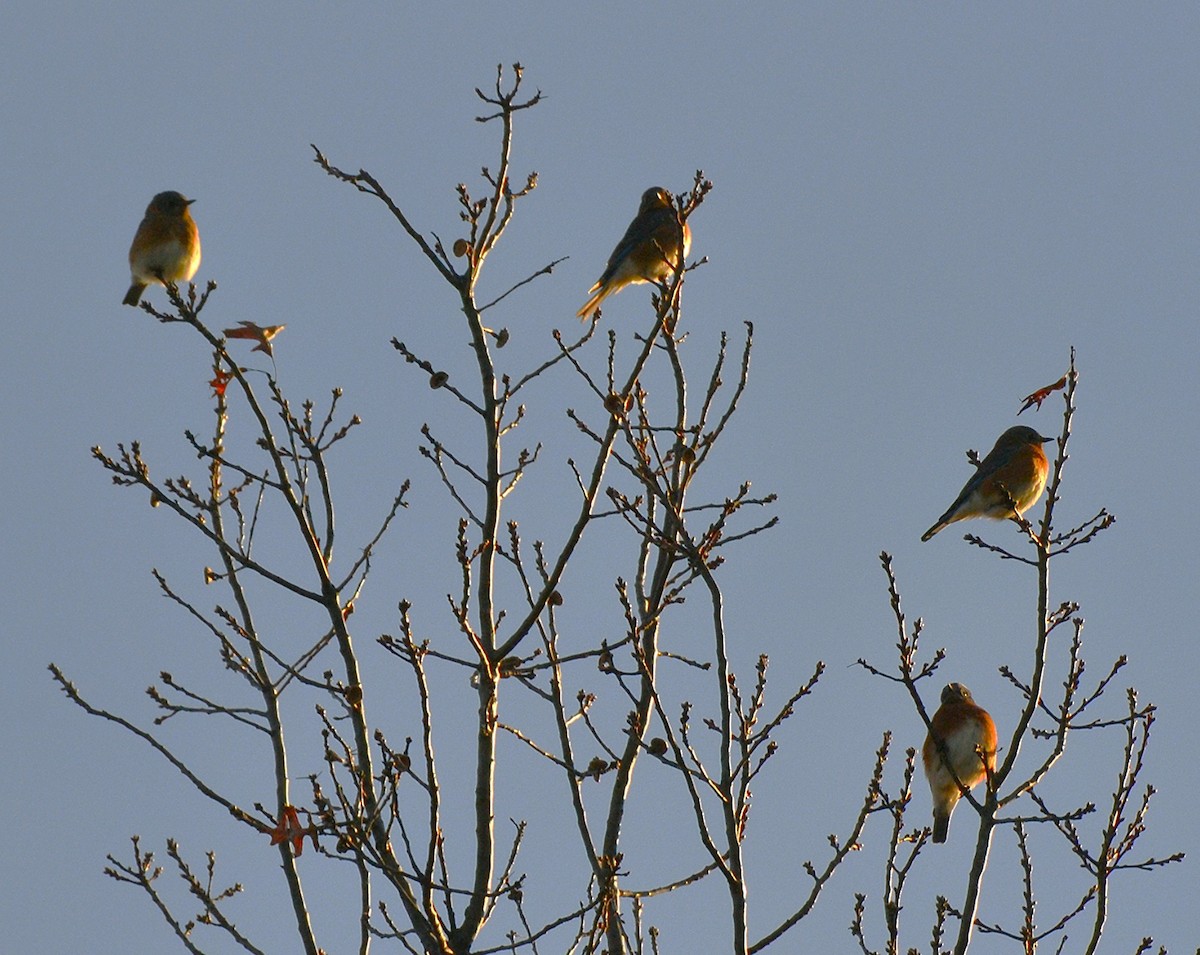 Eastern Bluebird - ML646764822