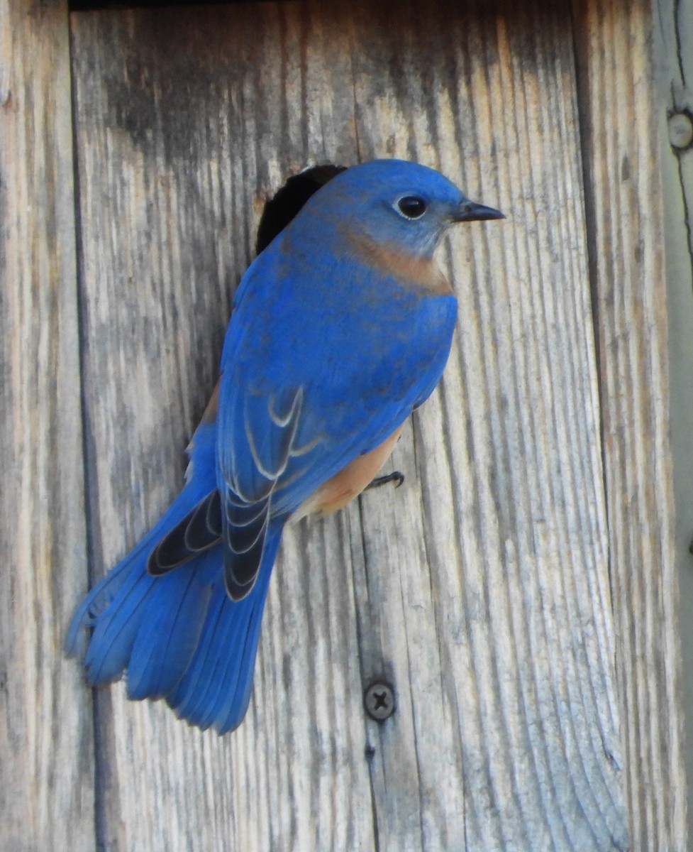 Eastern Bluebird - ML646764823