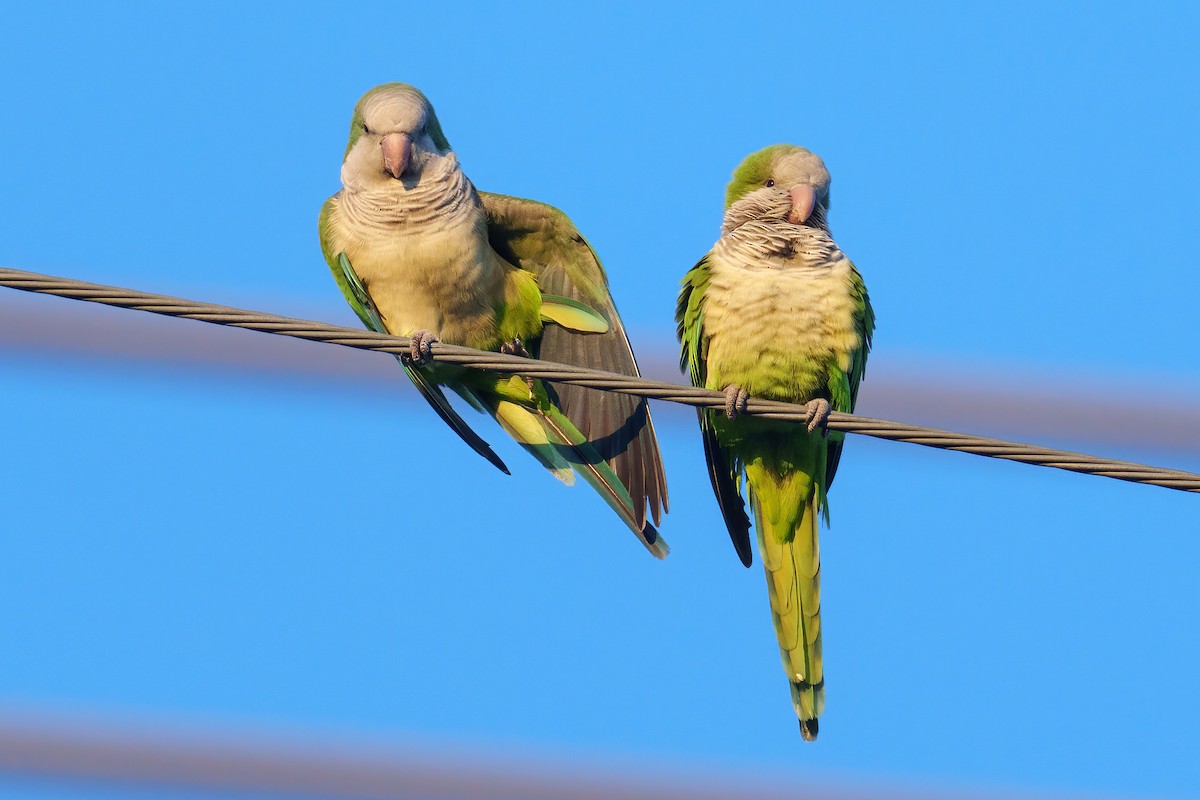 Cotorra Argentina - ML646764824