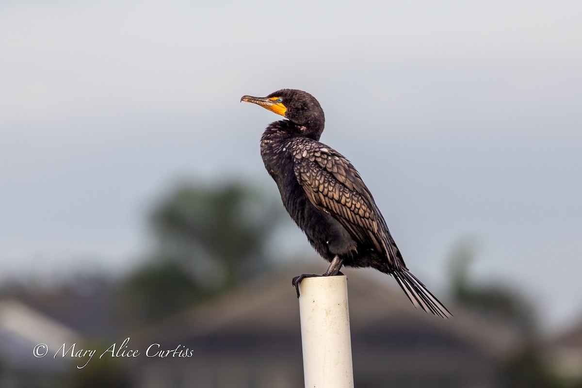 totoppskarv - ML646764825