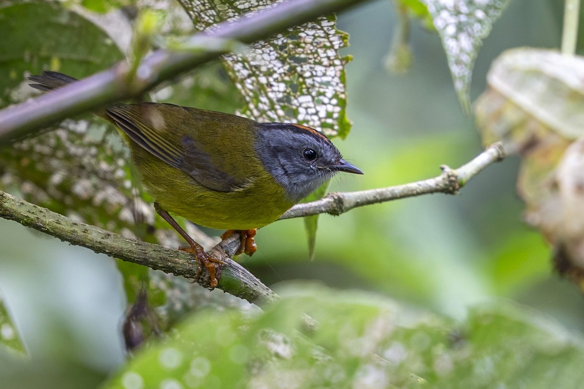 Russet-crowned Warbler - ML646764826