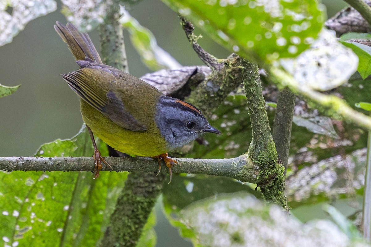 Russet-crowned Warbler - ML646764827