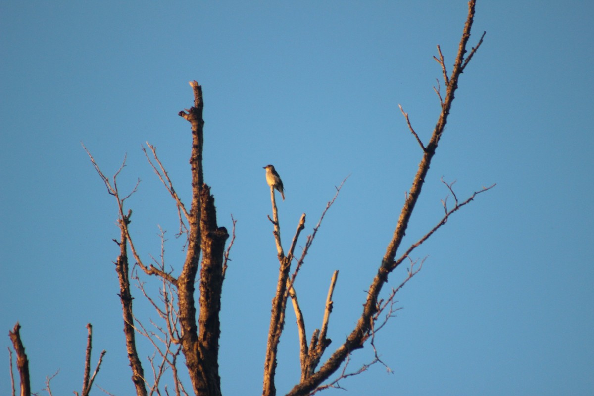 Olive-sided Flycatcher - ML646764828