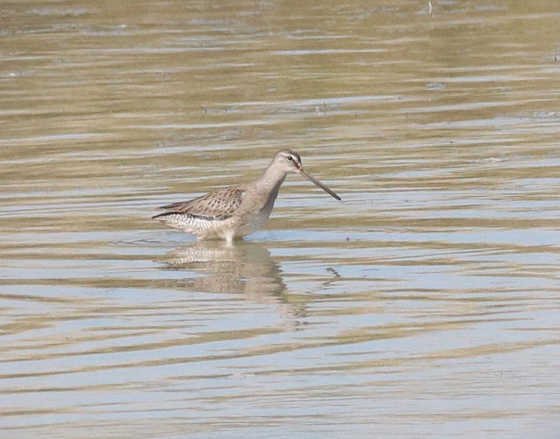 Bécassin à long bec - ML646764830