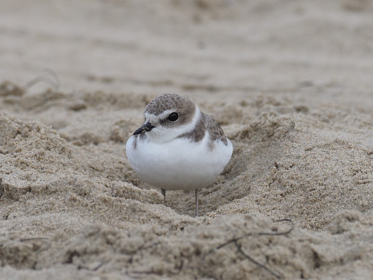 ユキチドリ - ML646764832