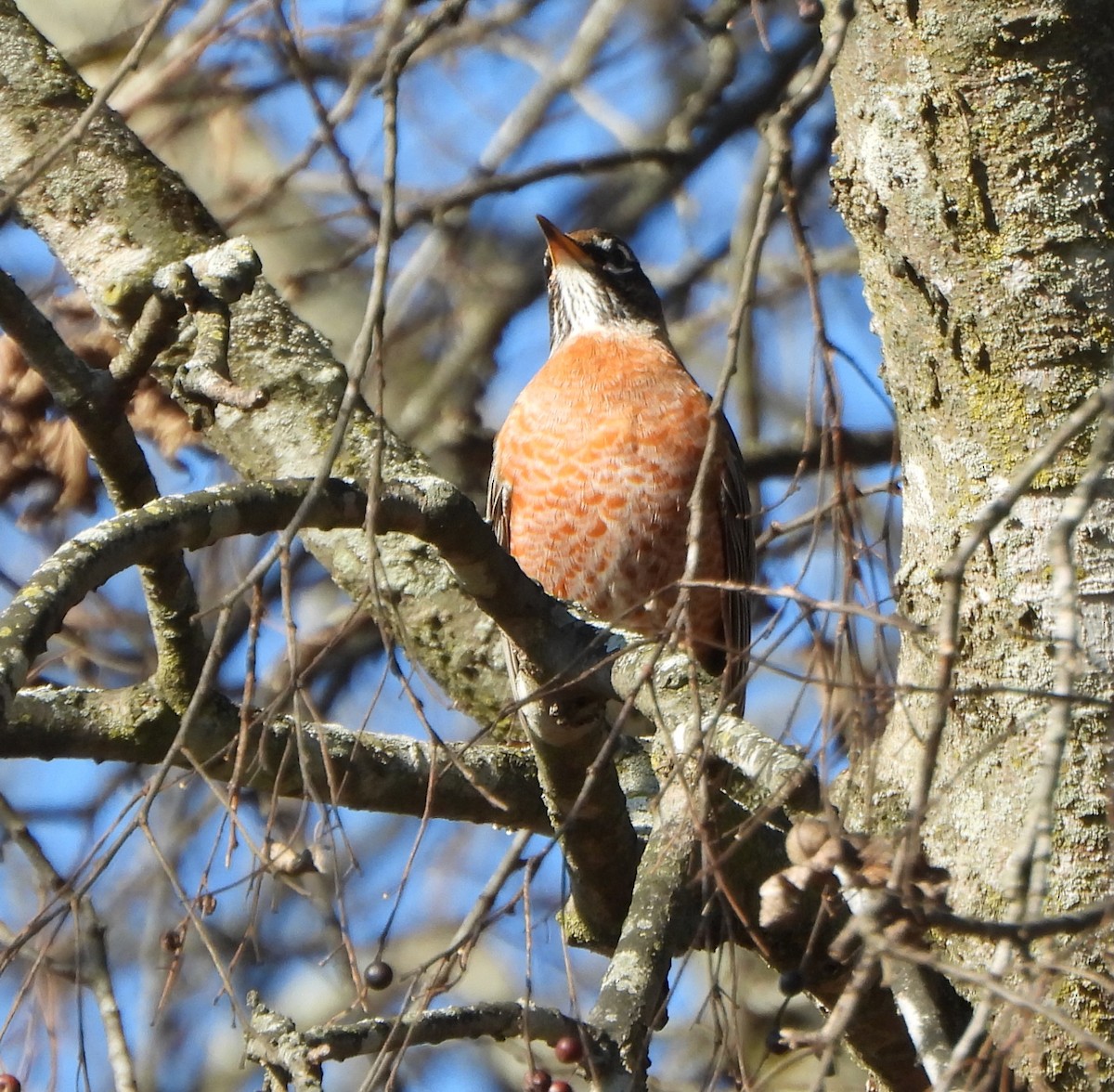 American Robin - ML646764836