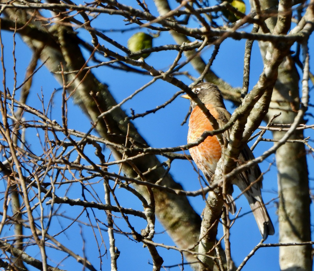 American Robin - ML646764837