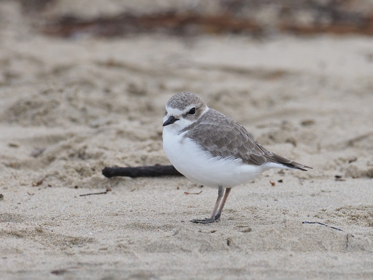 ユキチドリ - ML646764841