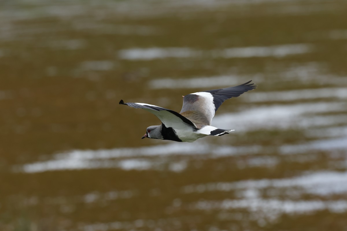 Southern Lapwing - ML646764842