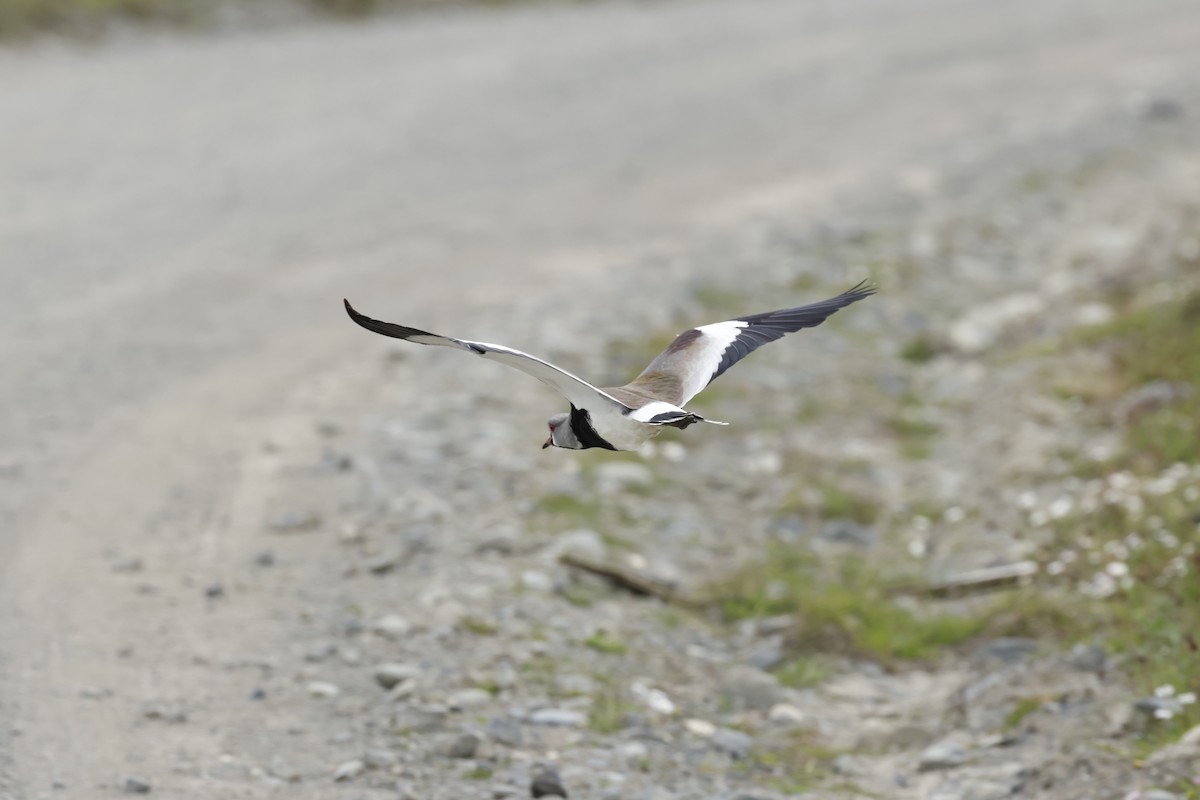 Southern Lapwing - ML646764843
