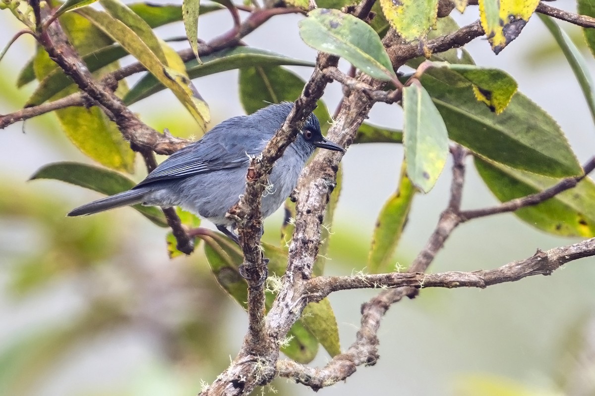 Bluish Flowerpiercer - ML646764844