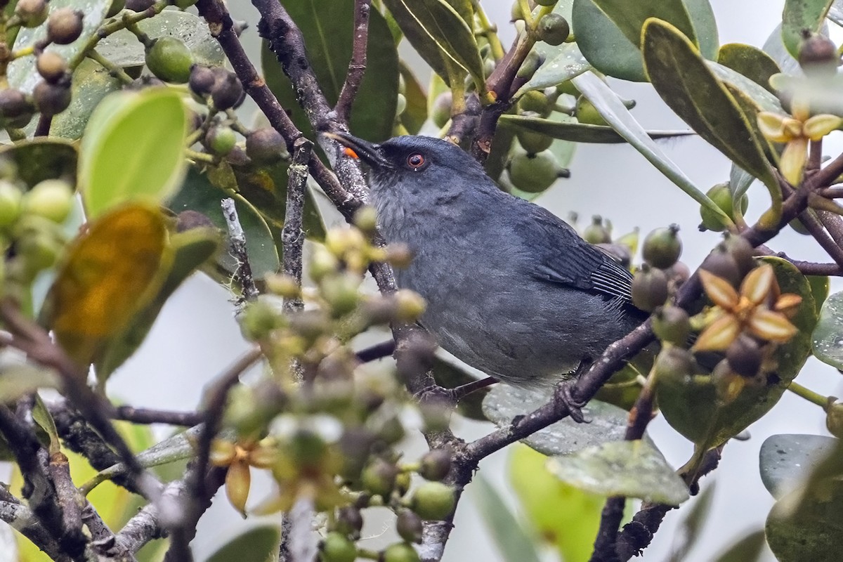 Bluish Flowerpiercer - ML646764845