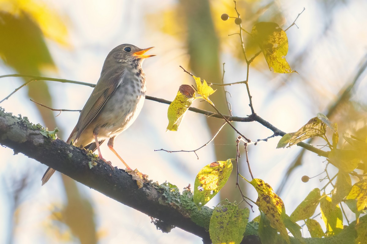 Zorzalito Colirrufo - ML646764847