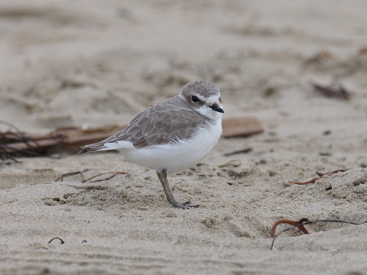 ユキチドリ - ML646764854