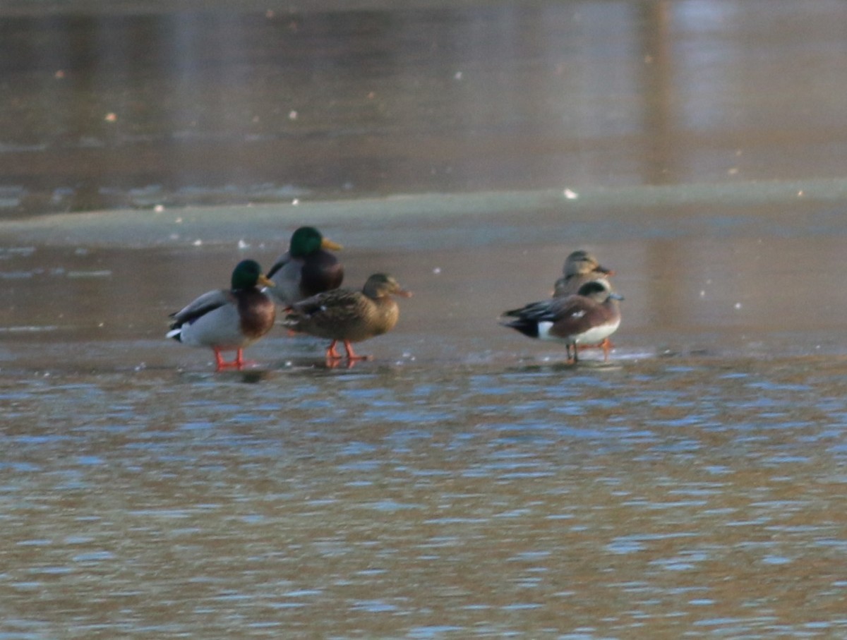 葡萄胸鴨 - ML646764857