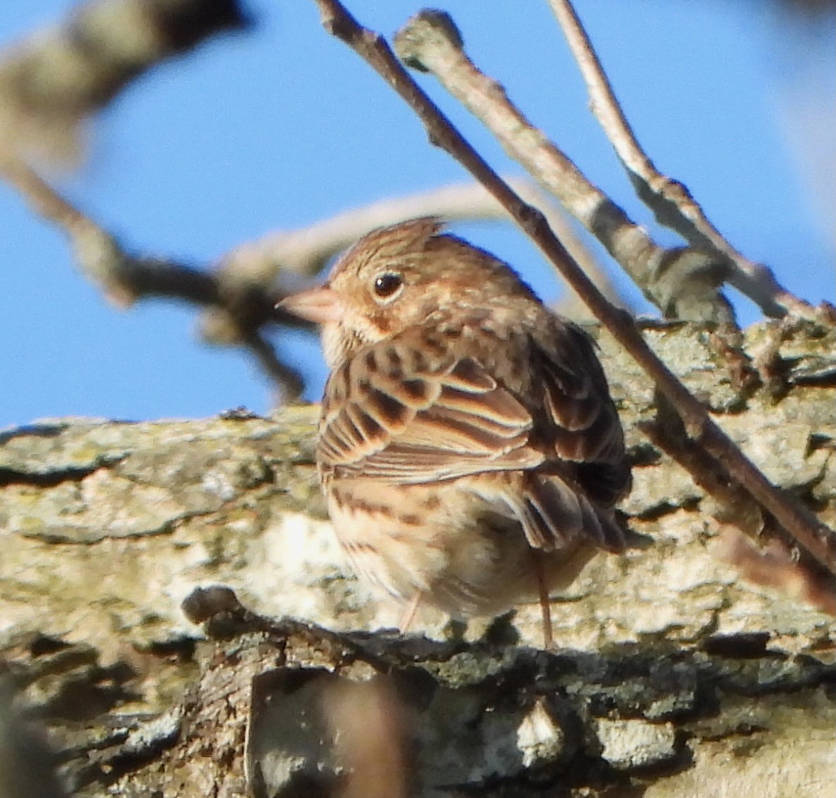 Vesper Sparrow - ML646764858