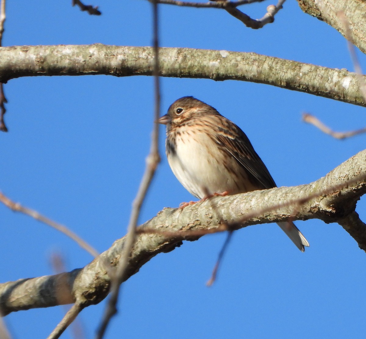 Vesper Sparrow - ML646764859
